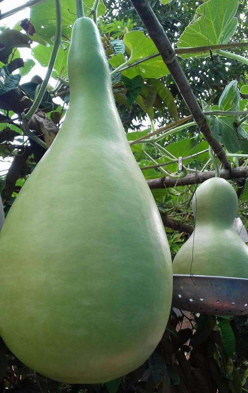 Ấn tượng nhất trong khu vườn của nữ nông dân phố này là giàn bầu với những trái to nặng cả chục kg.