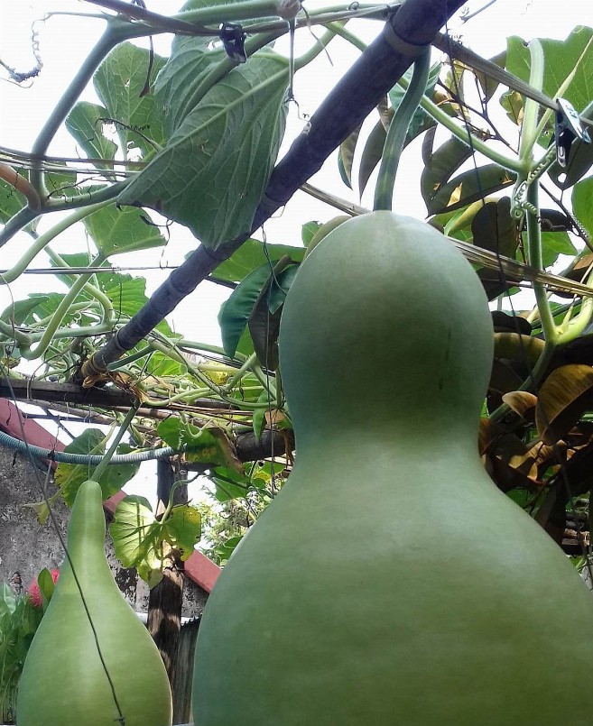 Trái bầu tiên rất lớn và đẹp mắt.