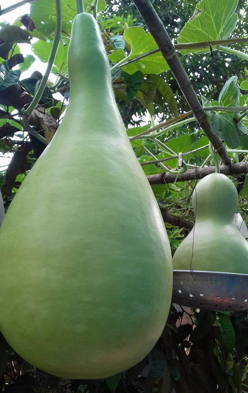 Trồng bầu không khó và trái bầu là nguồn thực phẩm siêu sạch.