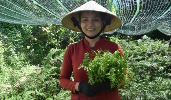 Đào cây mọc trong rừng về trồng bất ngờ thành rau đặc sản cả làng tới học hỏi