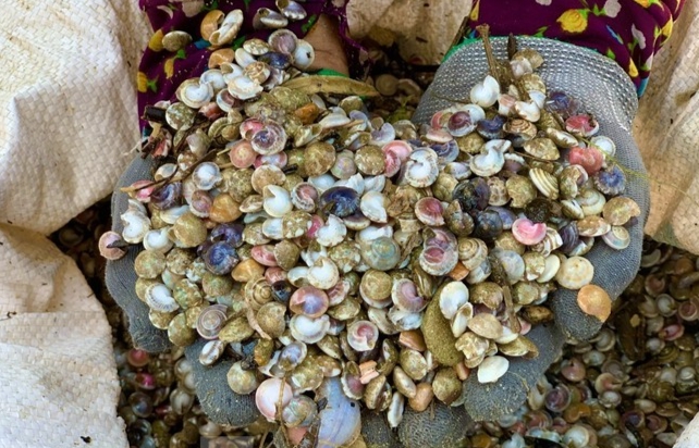 Ốc gạo, hay còn gọi là ốc ruốc, ốc ngũ sắc