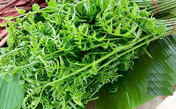 Rau dớn là đặc sản núi rừng rất tốt cho sức khỏe con người.