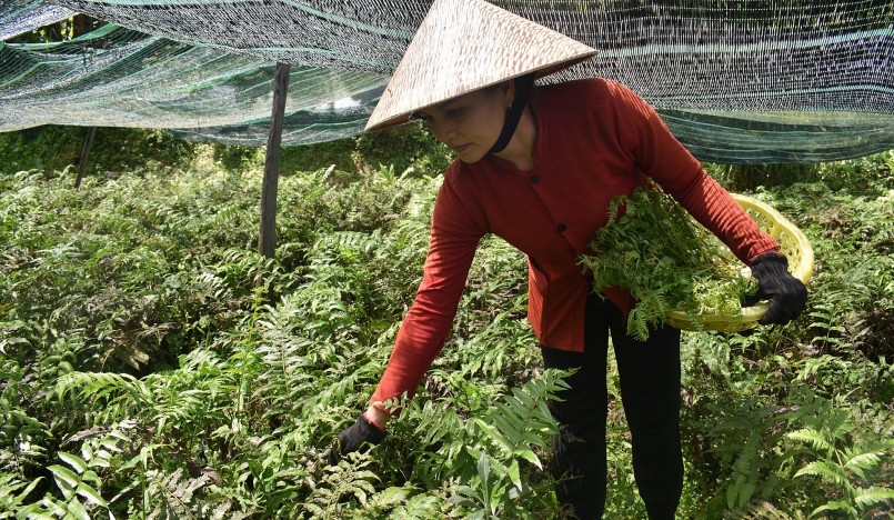 Thay vì phải lên rừng kiếm rau dớn rất vất vả chị Y đã trồng thành công trong vườn nhà và có nguồn thu nhập cao.