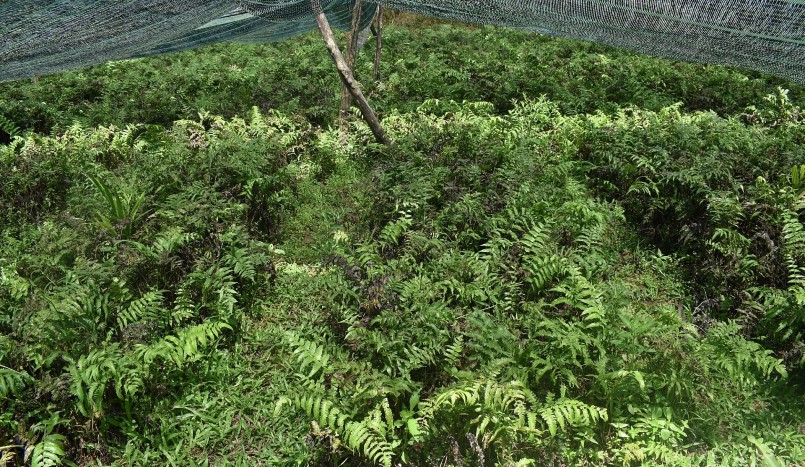 Chị Y mở rộng diện tích trồng rau dớn lên 4 sào.