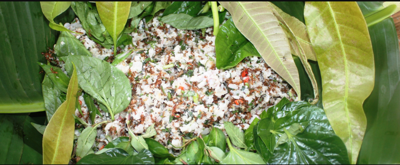 Cá gỏi kiến vàng