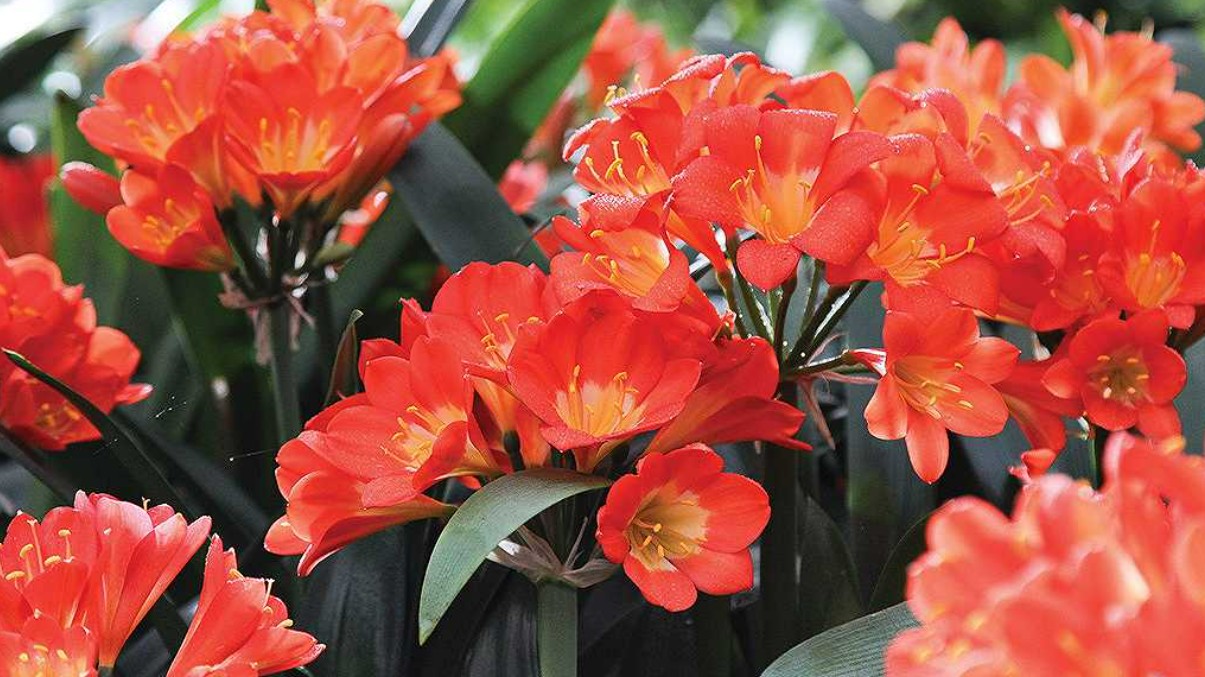 3 loại cây cảnh trồng lâu năm mang tặng chẳng khác gì "ném tiền qua cửa sổ"