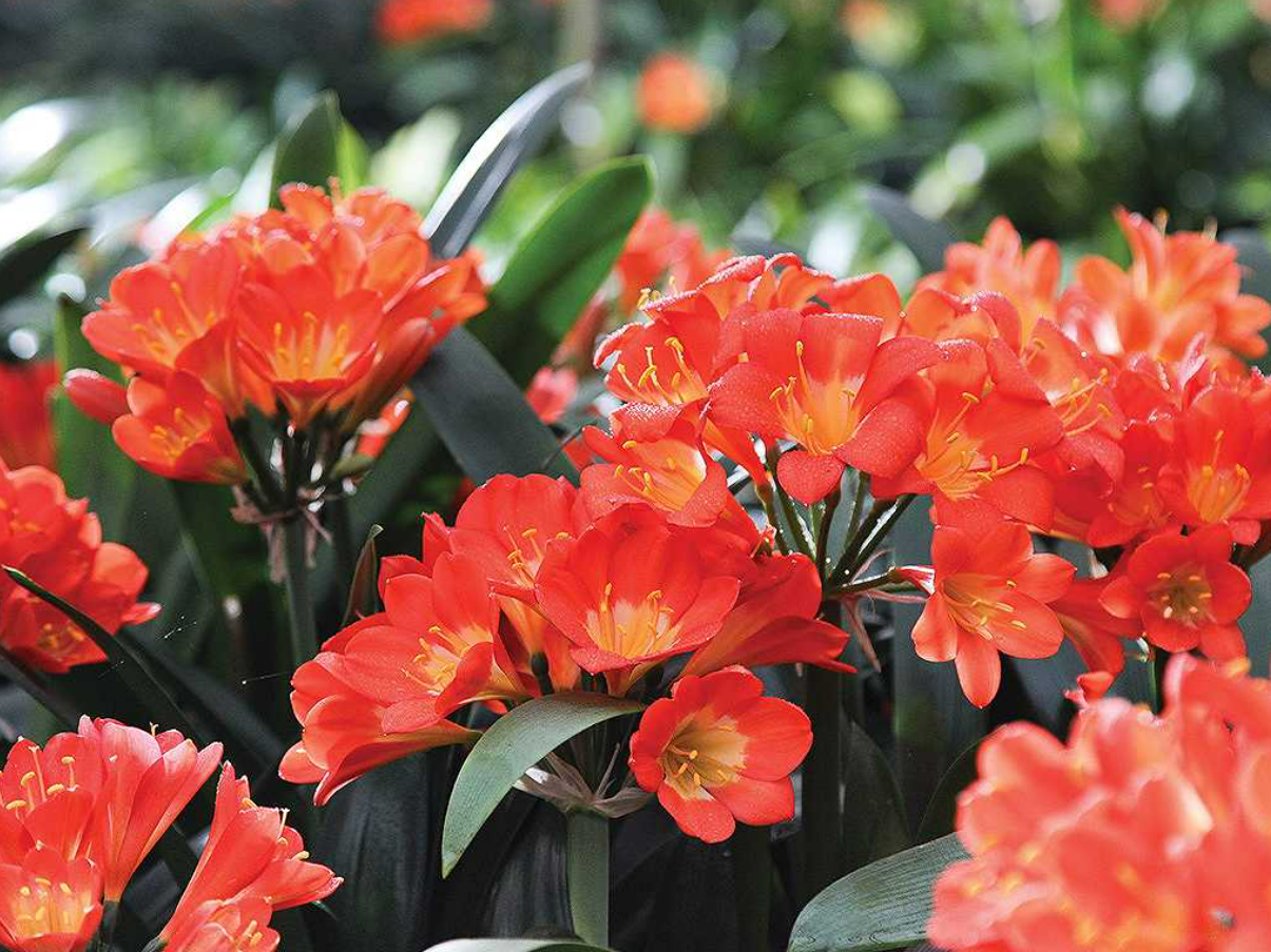 3 loại cây cảnh trồng lâu năm mang tặng chẳng khác gì "ném tiền qua cửa sổ"