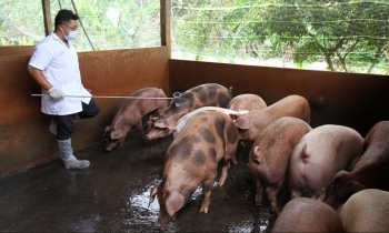 Giá heo hơi hôm nay (11/2) tăng nhẹ chạm mốc 55.000 đồng/kg, xuất khẩu heo hơi vẫn còn nan giải