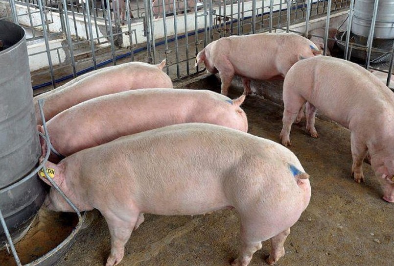 Giá heo hơi hôm nay tăng ở miền Nam có nơi chạm mốc 55.000 đồng/kg.