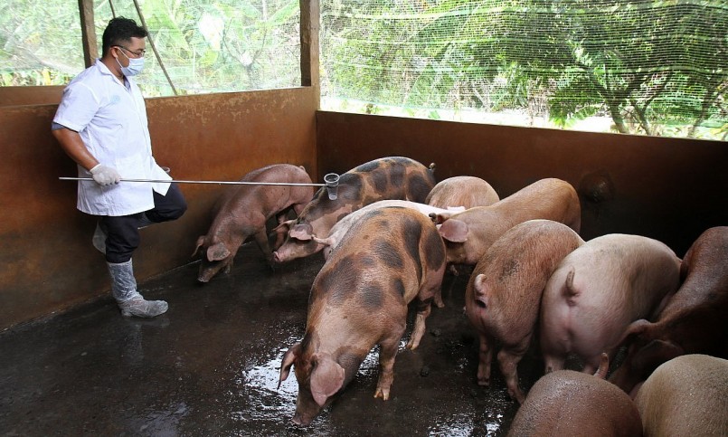 Giá heo hơi hôm nay (11/2) biến động nhẹ, chạm mốc 55.000 đồng. 