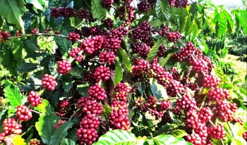 Giá nông sản hôm nay (11/2): Cà phê trở lại quỹ đạo tăng đồng loạt, tiêu vọt lên mức 61.000 đồng/kg