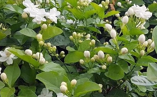 Hoa nhài đẹp tinh khiết cả sắc lẫn hương.