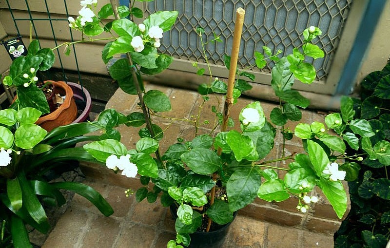 Cây hoa nhài dễ trồng và dễ chăm sóc.