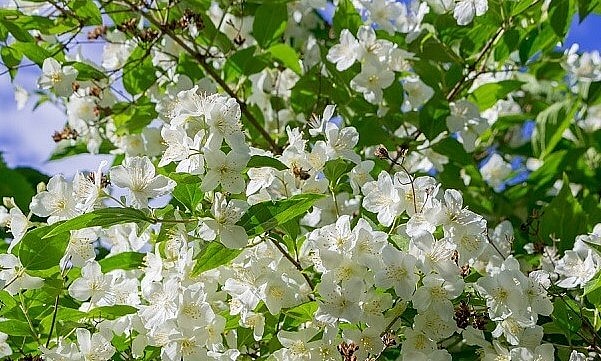 Hoa nhài đem lại không gian thư thái và tốt cho quan hệ vợ chồng.