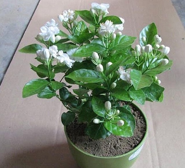 Một chậu hoa nhài đẹp và ý nghĩa xứng với công sức bỏ ra.