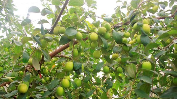 Loại quả xưa đầy dành cho người nông thôn, giờ thành đặc sản được dân thành thị ưa chuộng