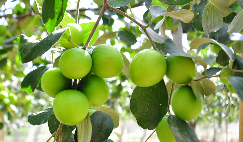 Loại quả xưa đầy dành cho người nông thôn, giờ thành đặc sản được dân thành thị ưa chuộng