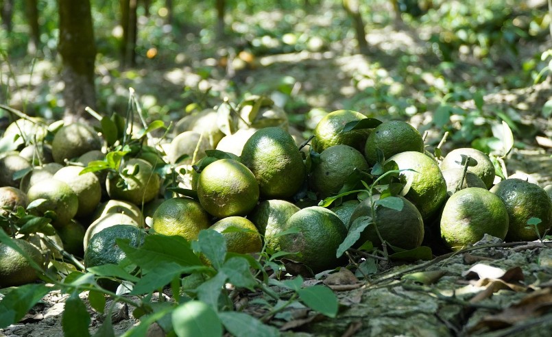 Giá cam quá rẻ không đủ chi trả tiền công thuê người hái.