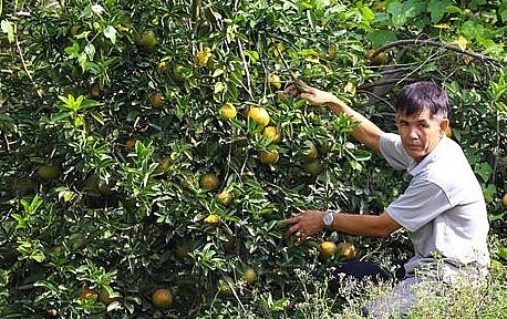 Mùa cam đắng 10kg không mua nổi mớ rau, ngàn tấn cam trước nguy cơ để thối