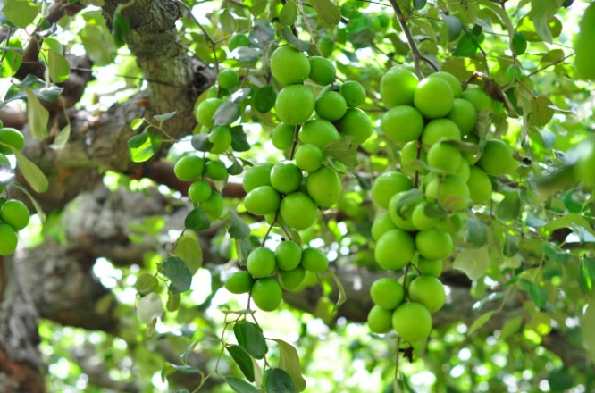 Loại quả xưa đầy dành cho người nông thôn, giờ thành đặc sản được dân thành thị ưa chuộng