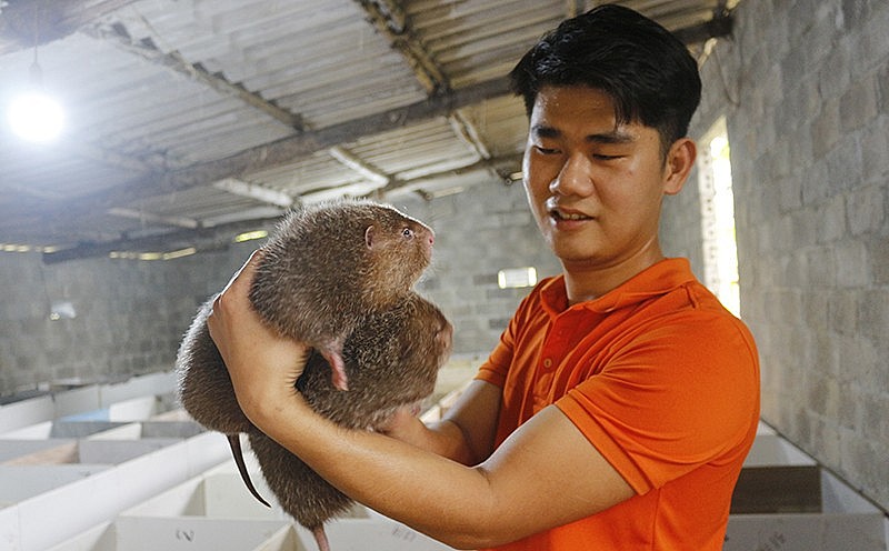 Nghề nuôi dúi đã thay đổi cuộc sống và thu nhập cho gia đình anh Lê Hữu Như Ý