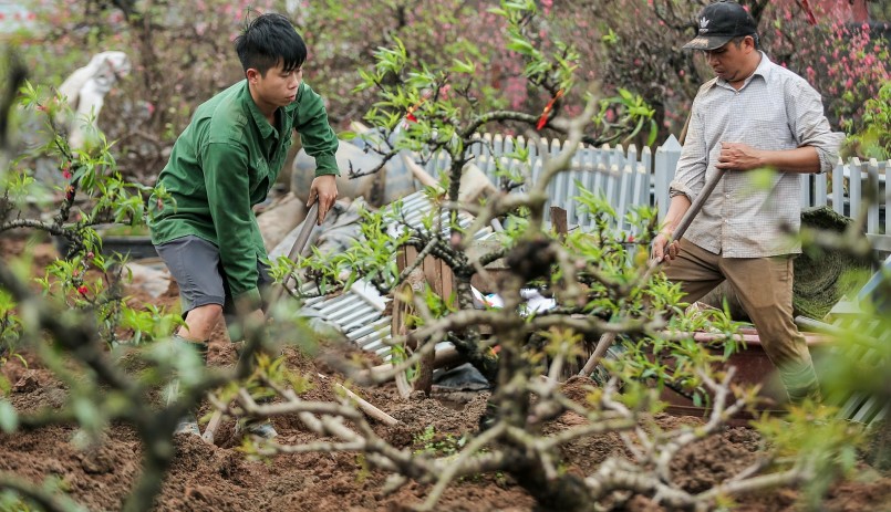 Làng đào Nhật Tân tất bật với công việc tái sinh cho những cây đào, chuẩn bị phục vụ mùa Tết năm sau.