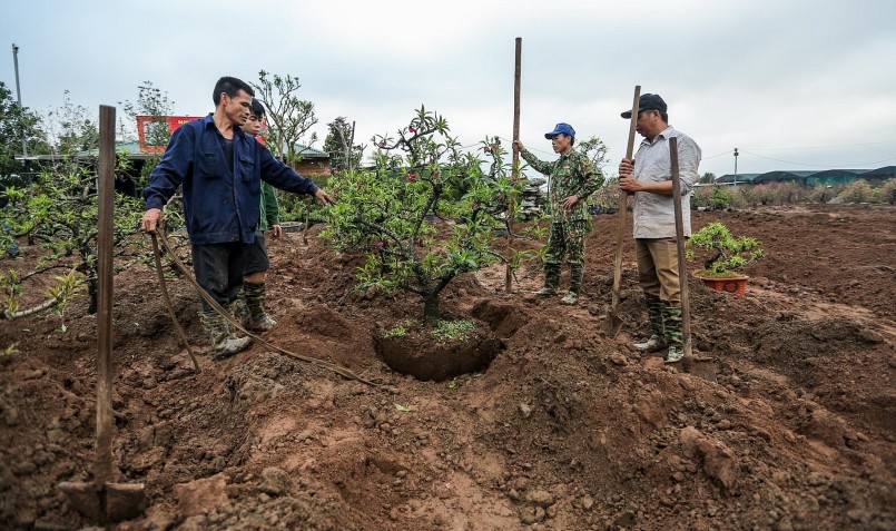 Nghề chăm sóc phục hồi đào bận rộn sau tết.