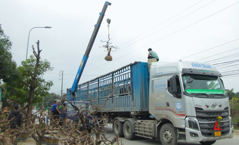 Nhộn nhịp thu gom đào Tết khắp nơi về chăm sóc, phục hồi.
