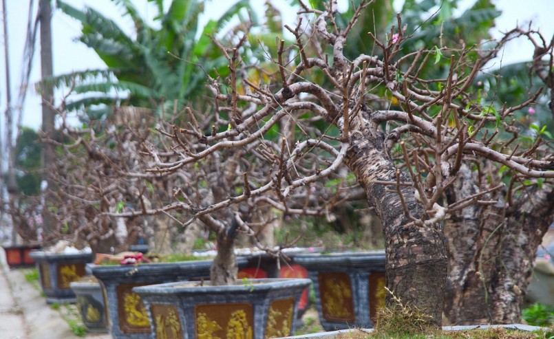 Đào sau khi thu gom được cắt tỉa và chăm sóc cẩn thận.