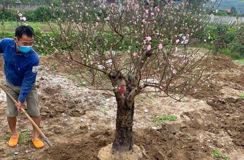 Tuỳ theo giá trị của gốc đào, dựa vào thế dáng của từng cây mà chủ vườn đưa ra các mức giá chăm sóc khác nhau.