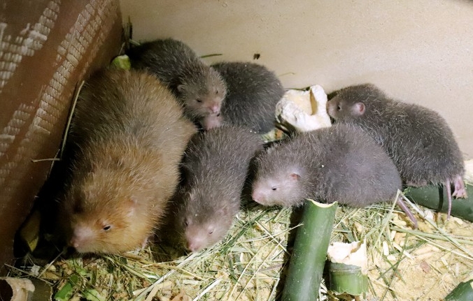 Dúi hay còn gọi là chuột nứa, chuột lách, chuột tre