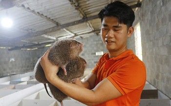 Nuôi con đặc sản cho ăn đồ rẻ tiền, bán 500.000 đồng/kg làm đặc sản hiếm ở nhà hàng