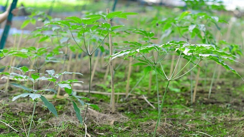 Trải qua nhiều khó khăn, Trần Cao Nguyên đã thuần hóa thành công cây sâm Ngọc Linh trên vùng đất mới.
