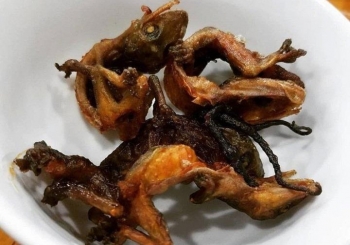 Thằn lằn núi Bà Đen giá trị cỡ nào mà ai cũng muốn ăn dù giá vô cùng đắt đỏ