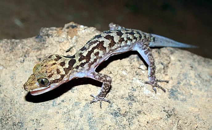 Thằn lằn núi chỉ thường được tìm thấy ở vùng núi Bà Đen và lần đầu tiên được mô tả vào năm 2006.