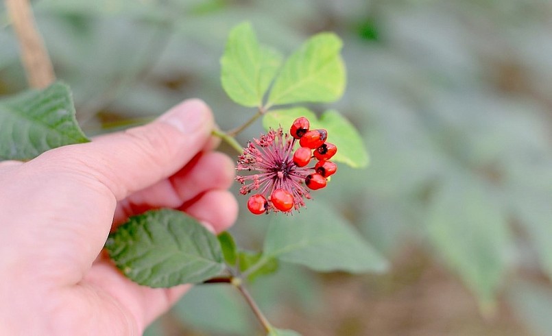 Vườn sâm đã cho những lứa hoa đầu tiên.
