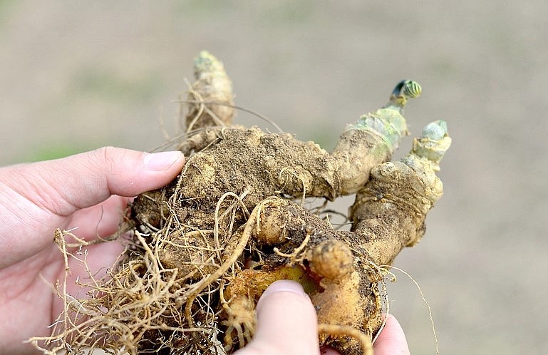 Hiện nay vườn sâm Ngọc Linh cho thu hoạch lá, hạt giống, cây giống, củ thành phẩm..