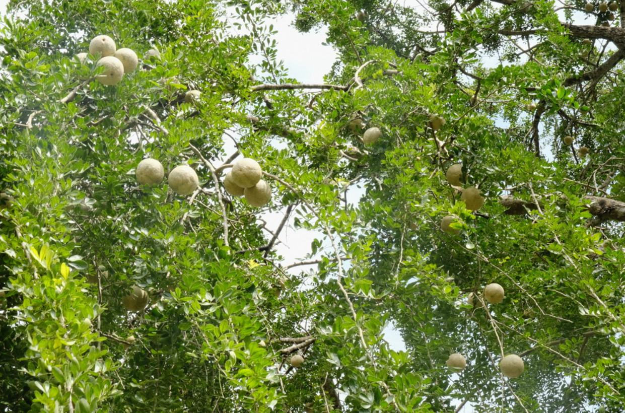 6 loại quả xưa rụng đầy không ai nhặt, nay thành đặc sản du khách lùng tìm