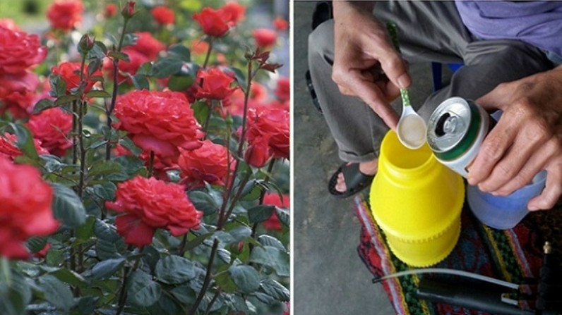 3 loại hoa mê "uống bia", 15 ngày mới uống một lần cành xum xuê,  hoa nở đẹp rực rỡ