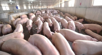 Giá heo hơi hôm nay (12/2) xuất hiện nhiều đợt biến động, chưa thể phá vỡ lực cản