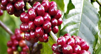 Giá nông sản hôm nay (12/2): Cà phê biến động mạnh, tiêu tăng liên tiếp kỳ vọng lập đỉnh mới