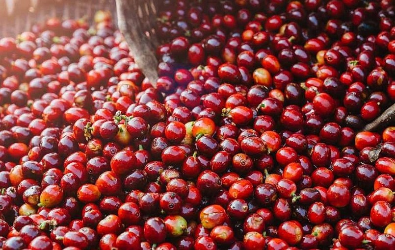 Giá nông sản hôm nay (12/2), Giá nông sản hôm nay (12/2),