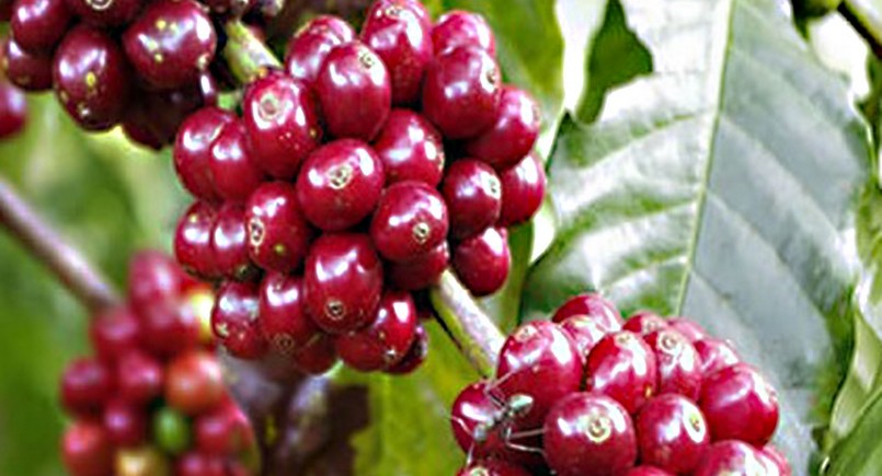 Giá nông sản hôm nay (12/2), giá cà phê hôm nay dao động trong khoảng 43.500 - 44.000 đồng/kg. Giá nông sản hôm nay (12/2), giá cà phê hôm nay dao động trong khoảng 43.500 - 44.000 đồng/kg.