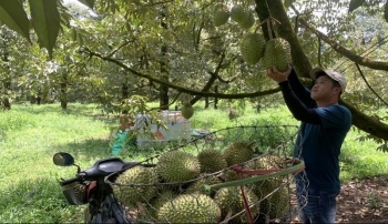 Sầu riêng xuất khẩu giá cao kỷ lục, chuyên gia chỉ cách vượt sầu riêng Thái Lan để cán đích tỷ đô