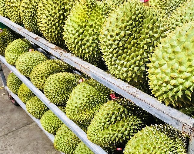 Sầu riêng đạt chuẩn xuất khẩu Ngoài tiêu chí về trọng lượng, trái sầu riêng phải tròn đều đủ múi (hộc), không bị sẹo hay dị tật