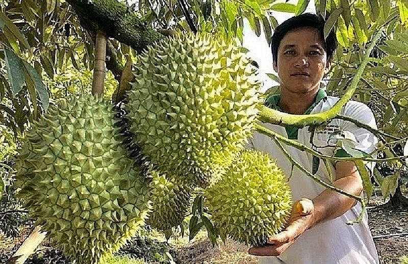 Hiện tại, giá sầu riêng chuẩn xuất khẩu (từ 2,5 kg đến dưới 5 kg) ngay tại miền Tây hiện có giá bình quân từ 150.000 - 180.000 đồng/kg. 