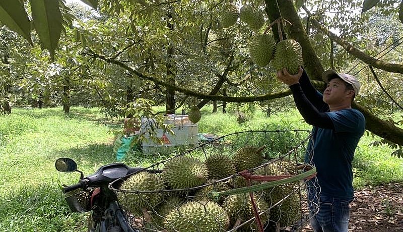 Sầu riêng Việt Nam có nắm bắt được lợi thế để vượt sầu riêng Thái Lan tại thị trường Trung Quốc?