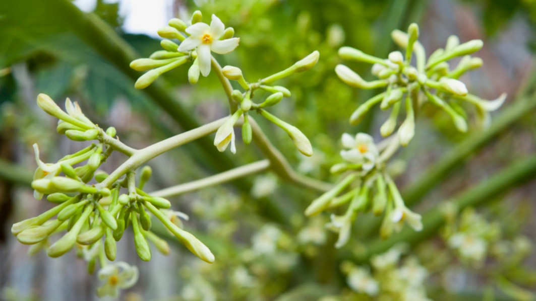 Loại hoa thường cắt bỏ đi, mang sấy khô thành đặc sản 1,5 triệu/kg