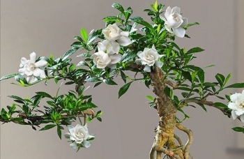 Tạo dáng bonsai cây dại ven suối bán tiền triệu lại có 'kho thuốc' quý trong nhà
