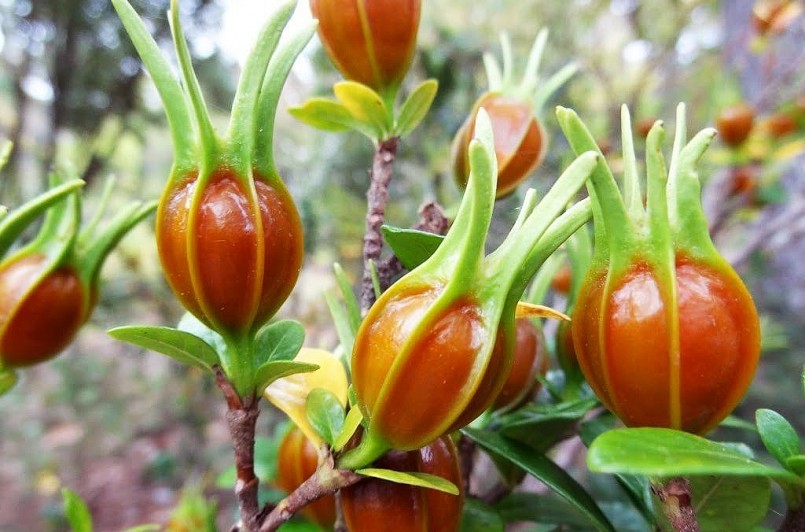 Quả dành dành được dùng làm thuốc hoặc chế biến món ăn.